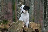 PARSON RUSSEL TERRIER 246